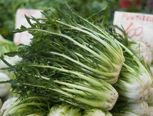 CICORIA CATALOGNA PUNTARELLE DI GALATINA GR.100